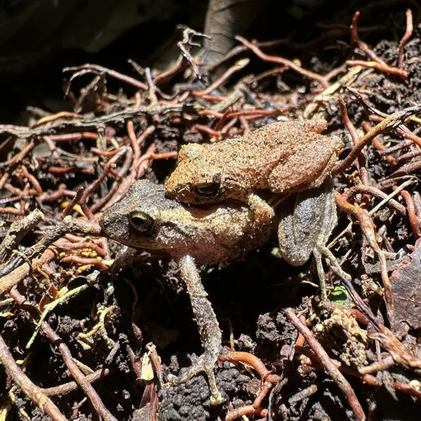Rana